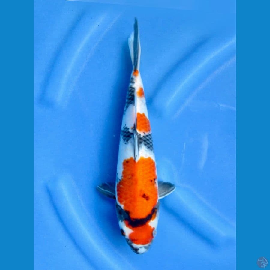 31cm - Showa Evolution
