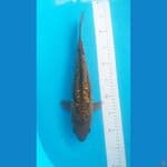 Chagoi Aragoke Ginrin 35 cm