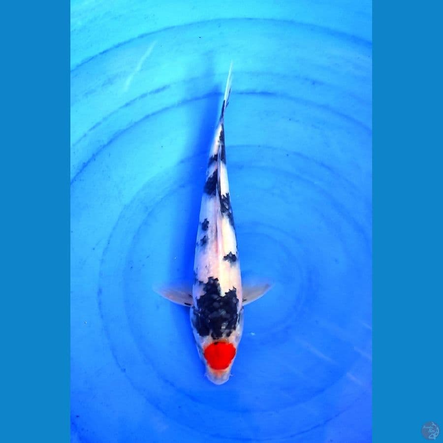 TC showa 30-Male