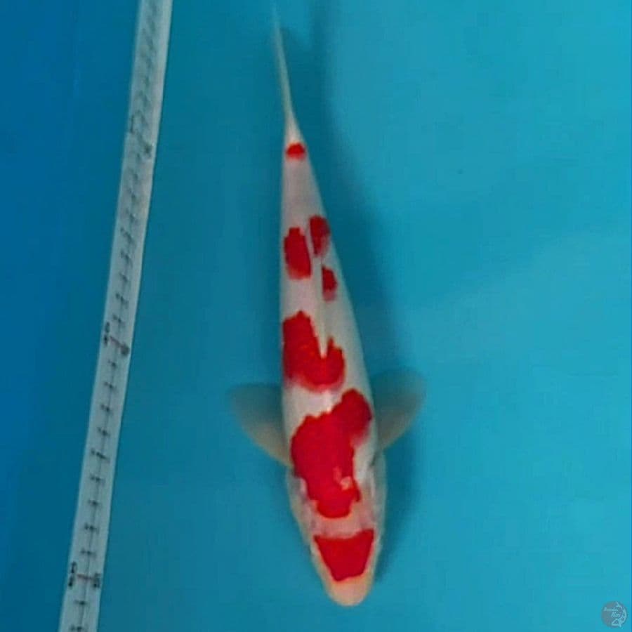 kohaku pedas