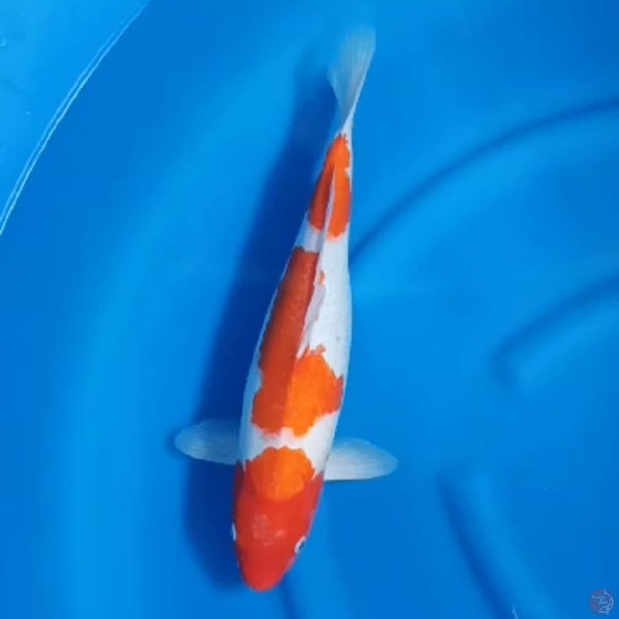 ( 43CM )  KOHAKU ORIGINAL - FEMALE 