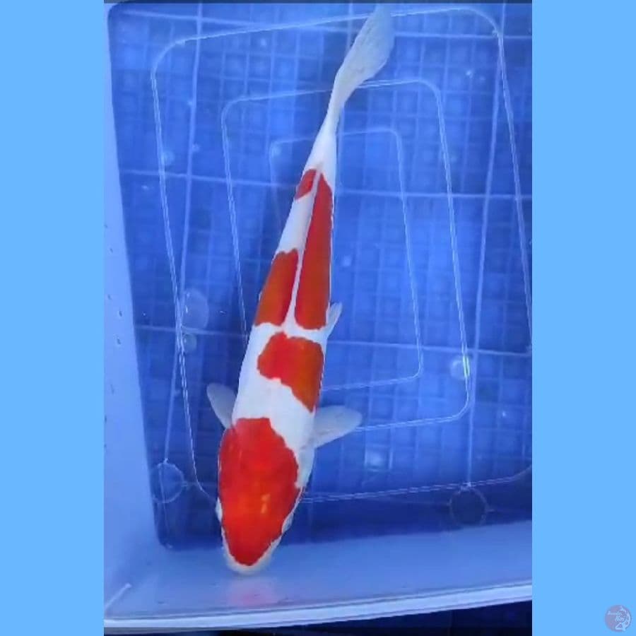 ( 32CM ) KOHAKU DOITSU MURNI - FEMALE