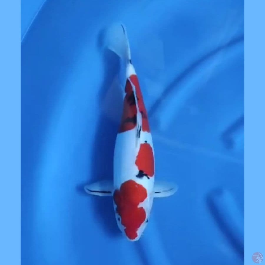 ( 39CM ) SANKE DOITSU MURNI - FEMALE 