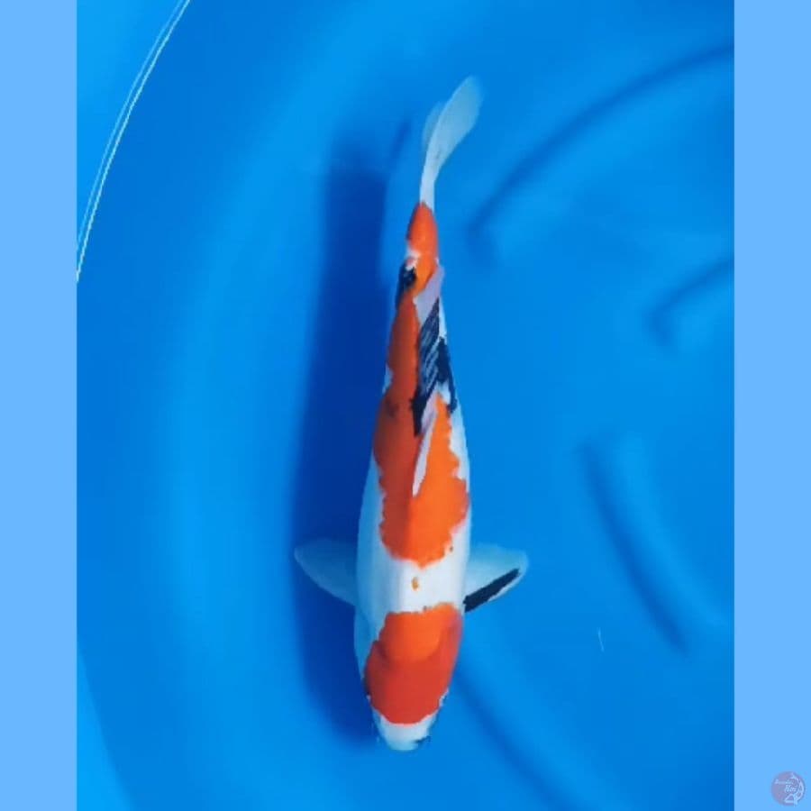 ( 45CM ) JUMBO SHOWA MANTAP - FEMALE 