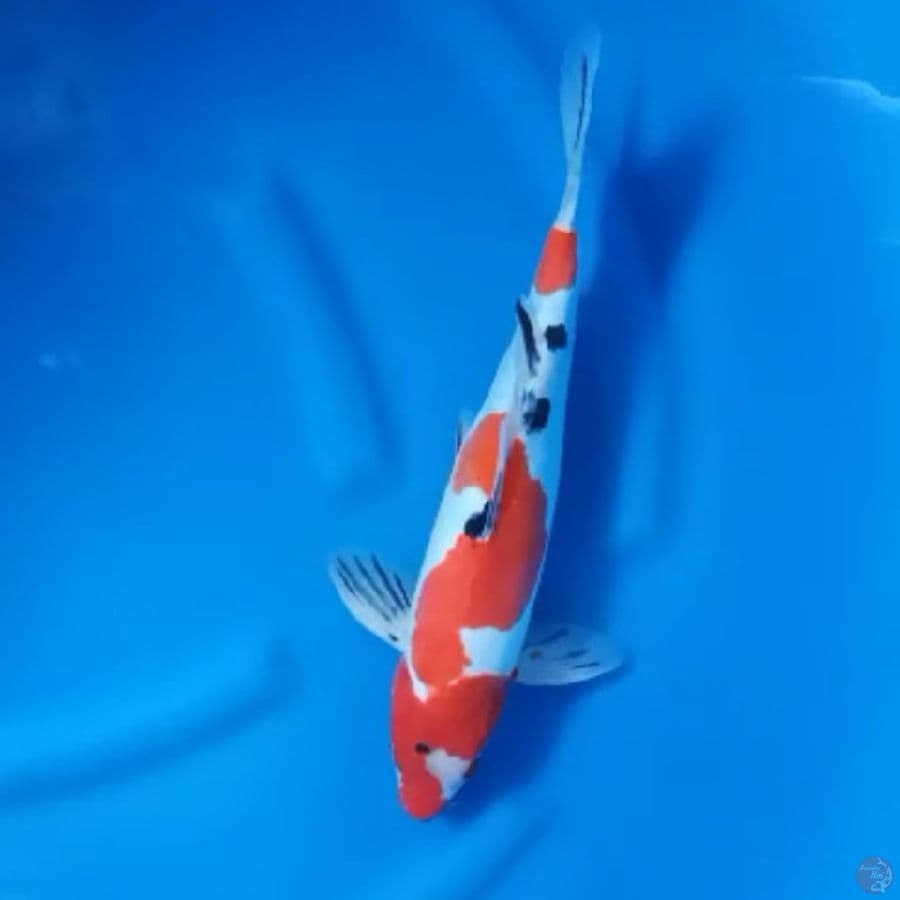 ( 36CM ) DOITSU MURNI - MALE