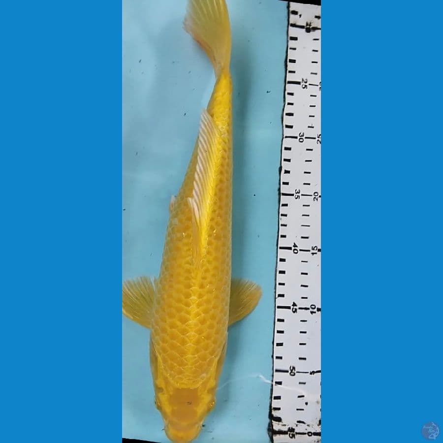 ogon 35cm