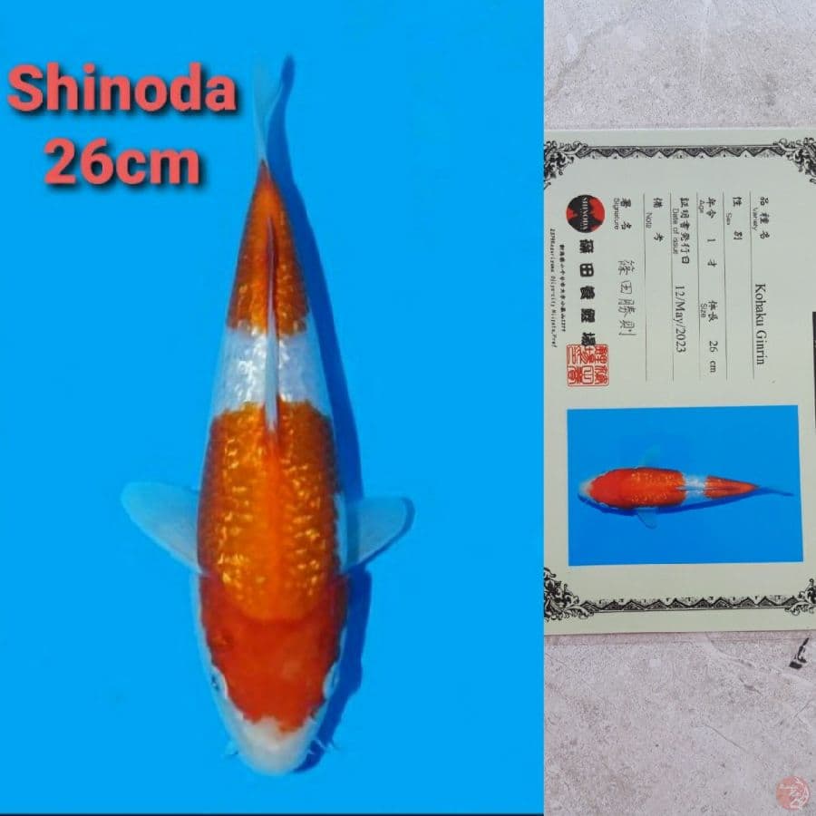 SHINODA KOHAKU GINRIN 26CM SERTI