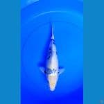 shiro Tategoi 35Bu