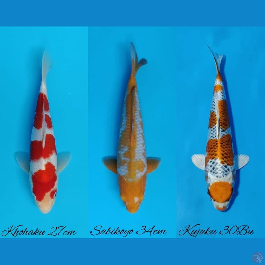khohaku 27cm, sabikoyo 34cm, kujaku 29cm