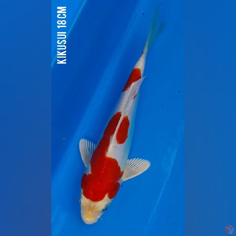 SQ KIKUSHUI 18 cm