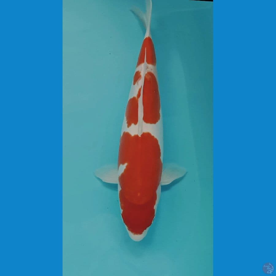 KOHAKU DOIT MURNI 37CM MALE