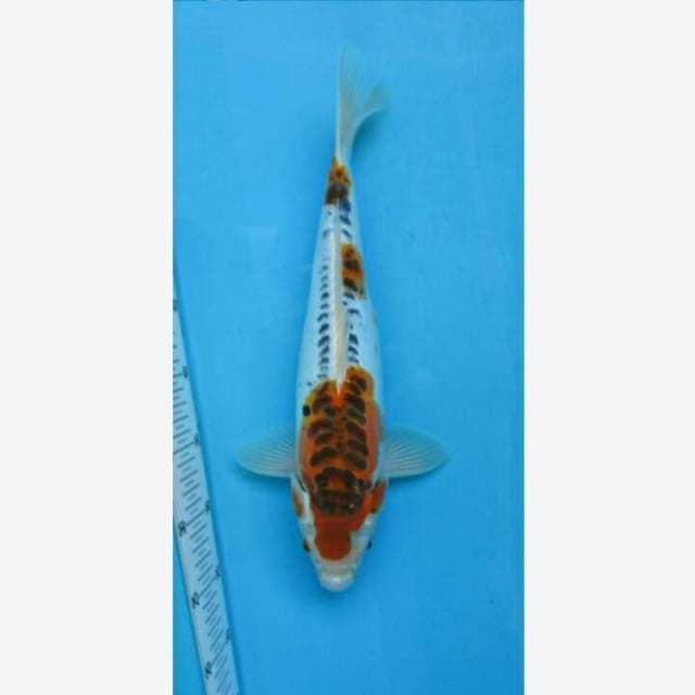 CENDRAWASIH KOI SHOP