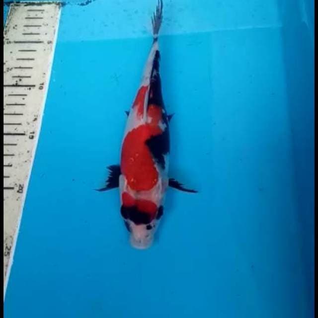 KINDAI SHOWA 22 CM