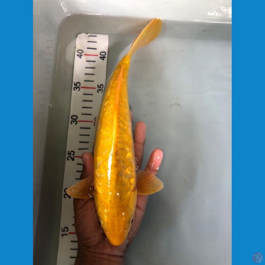 karashi aragoke 27cm