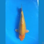 short body 27cm berpunuk 