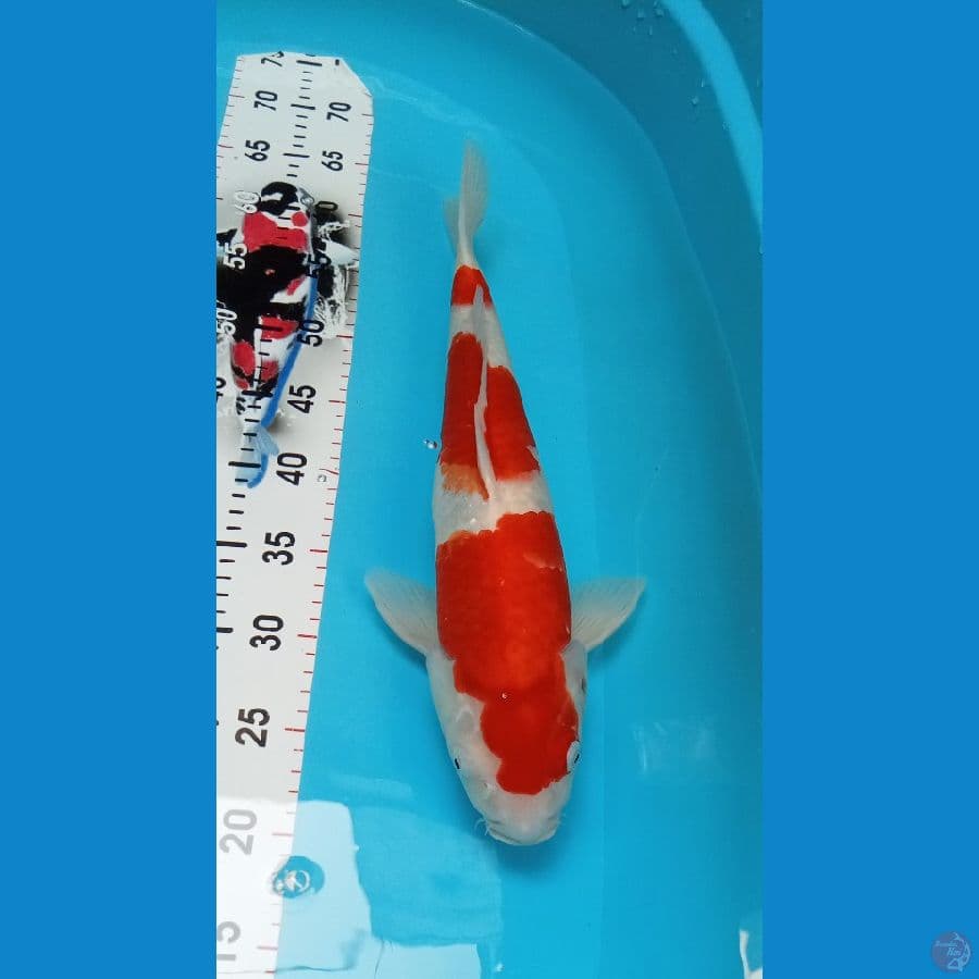 Kohaku Male 3step 44cm™