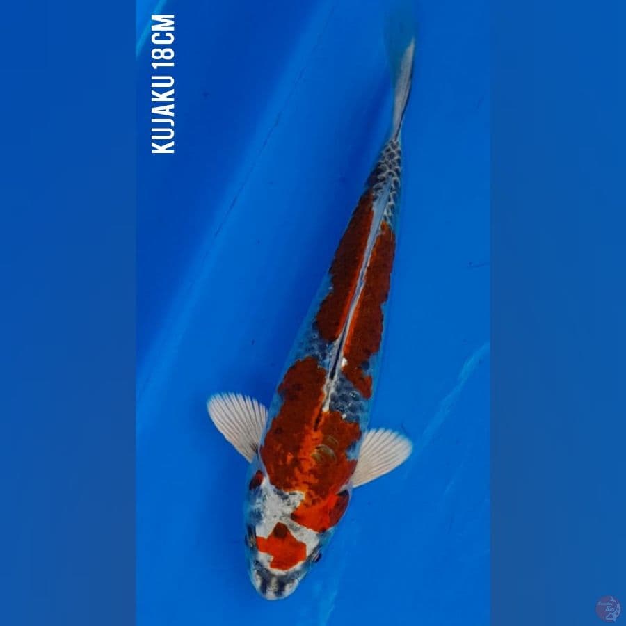 SQ KUJAKU 18 cm