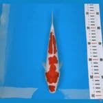 kohaku kucibeni skin joss