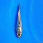 Minion Kingindrin C 15CM 