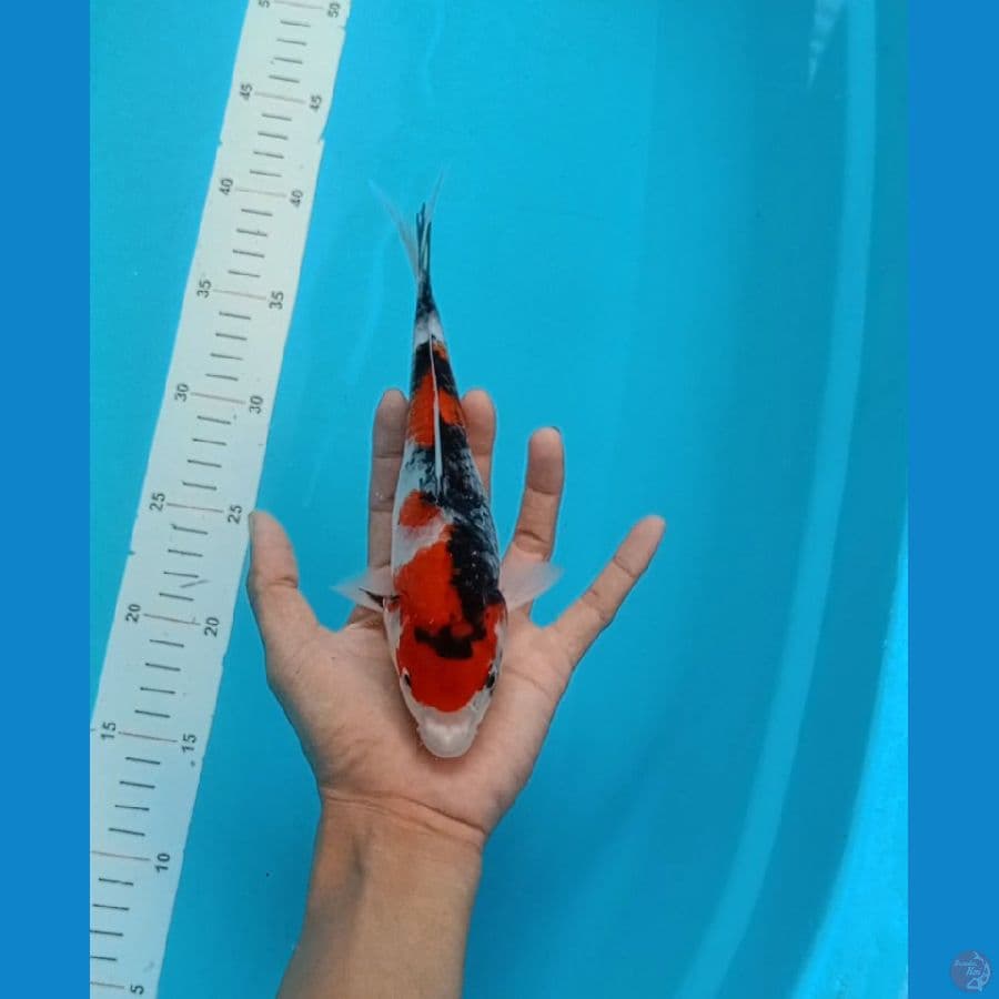 Sotbodi Showa 22cm (Ori)