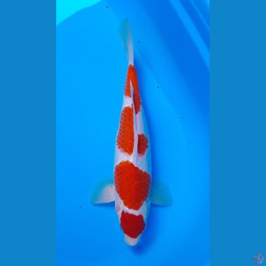 Kohaku 35cm