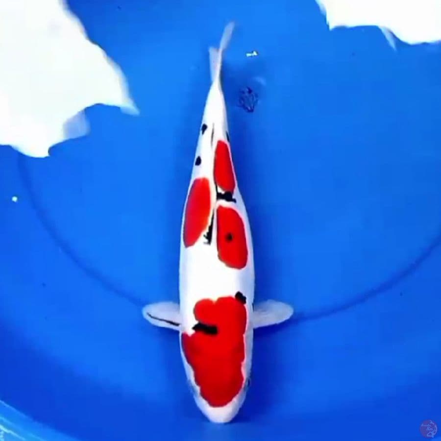 34cm DOITSU SANKE MURNI