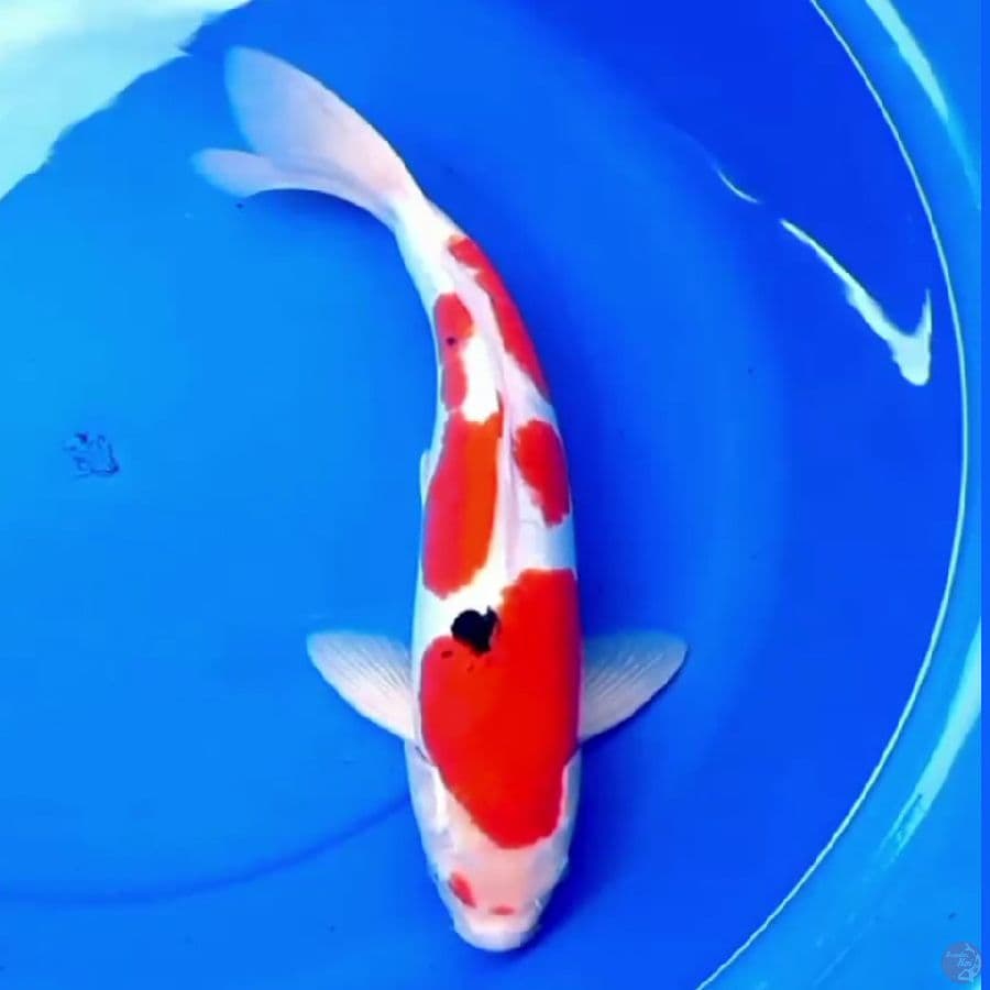 43cm F1 DOITSU TATEGOI SANKE 