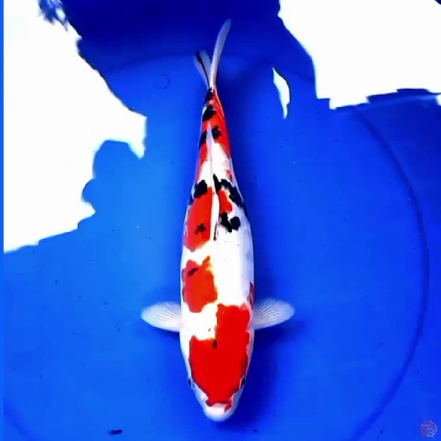 35cm DOITSU SANKE RED DEVILS 