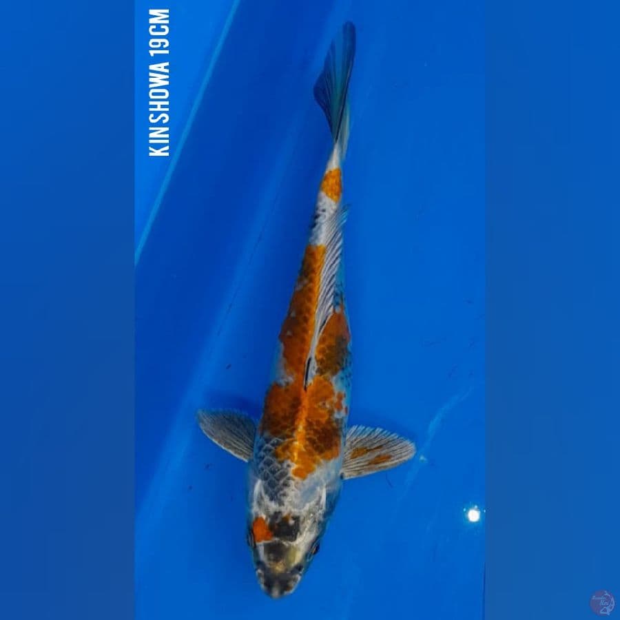 SQ KIN SHOWA 19 cm