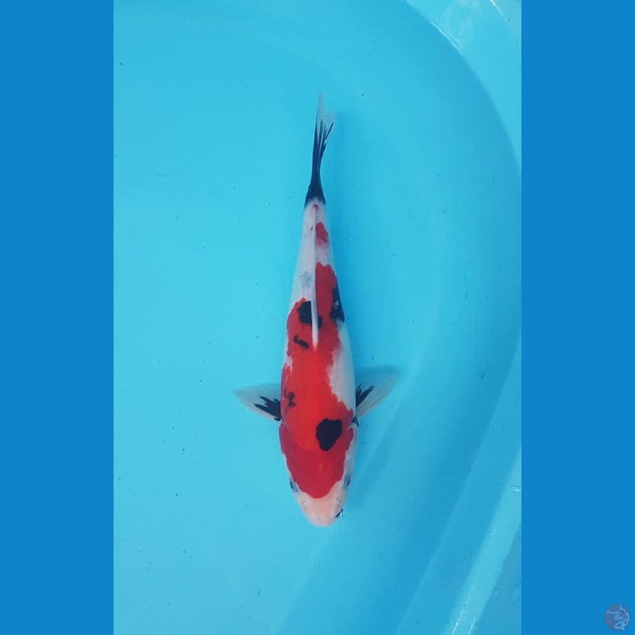 showa 27cm