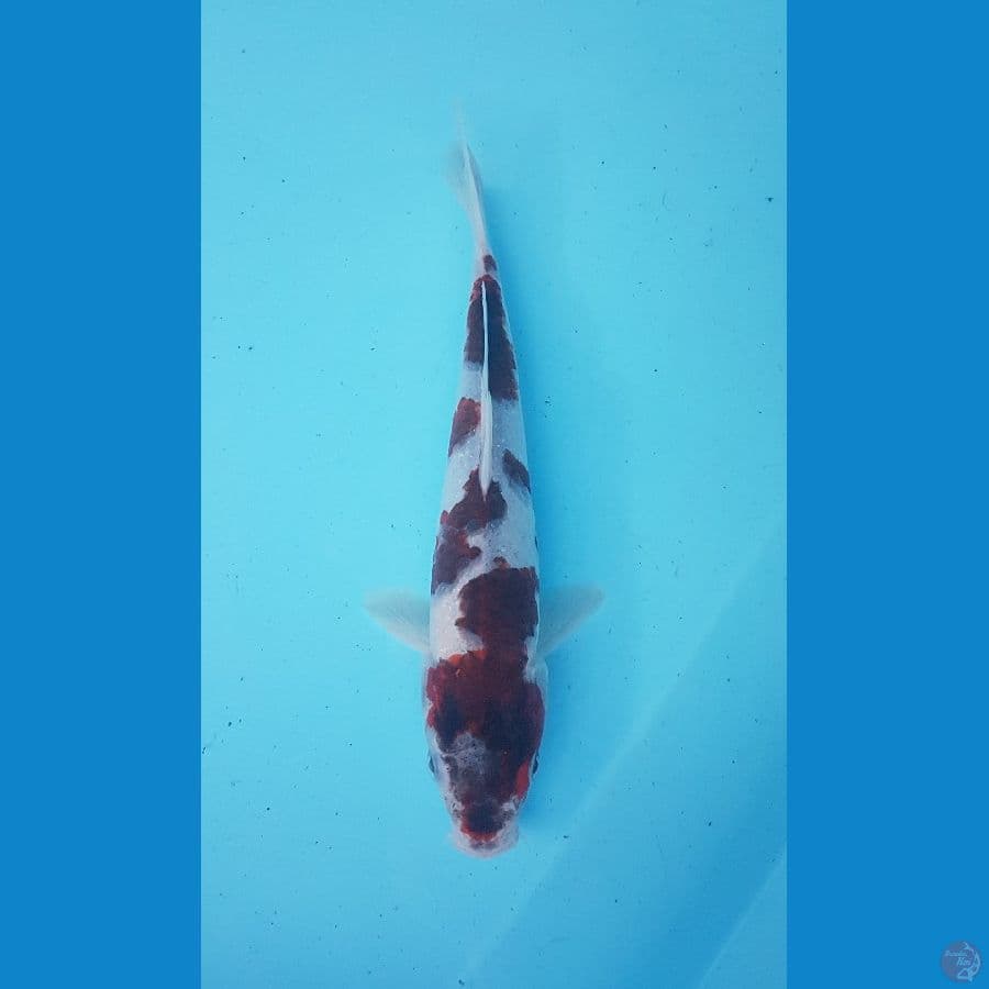 goromo 26cm