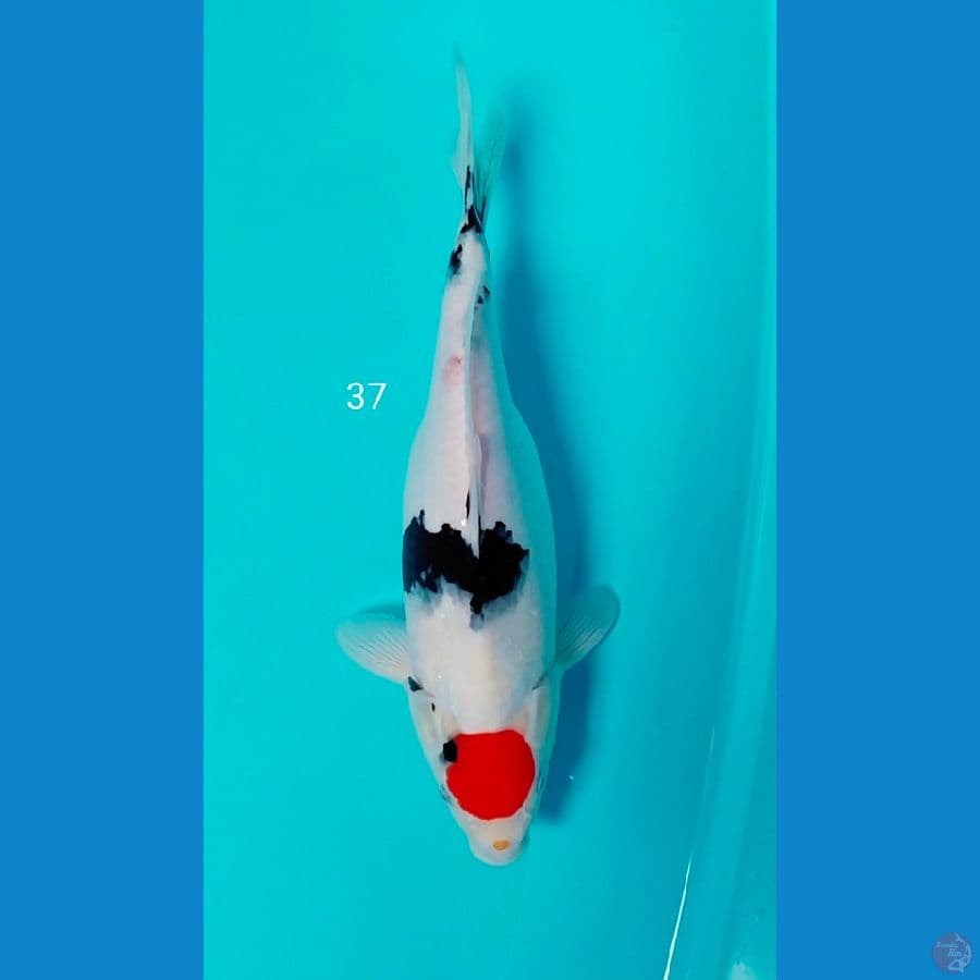 tc showa 37cm ori