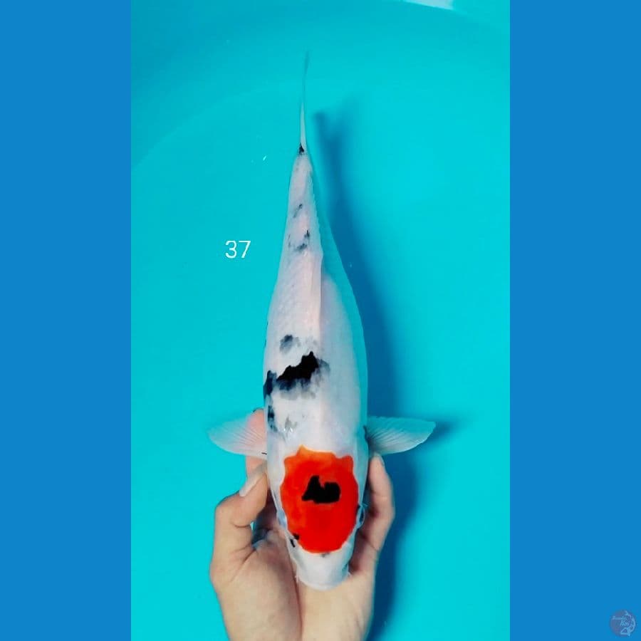 tc showa 37cm 