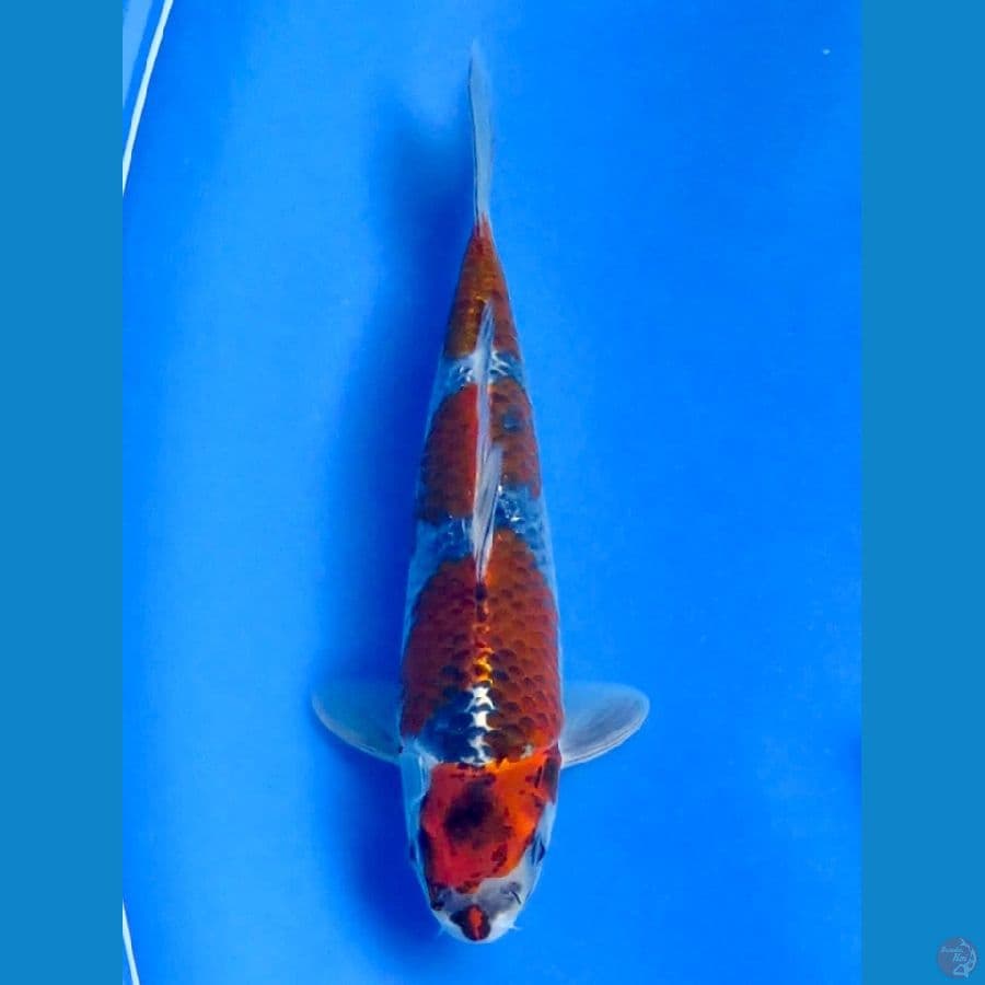  25cm - male Goshiki HQ 