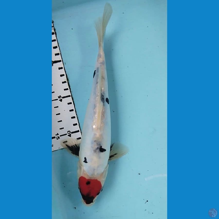 Tancho 27cm