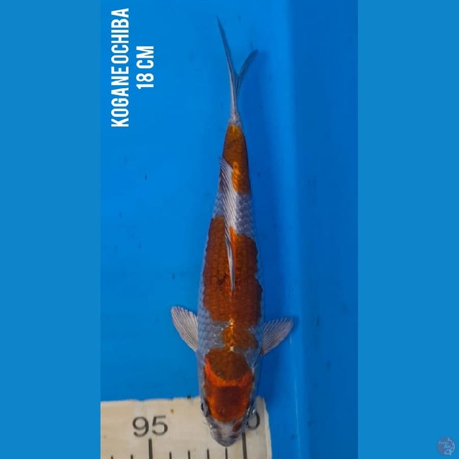 SQ KOGANE OCHIBA 18 cm