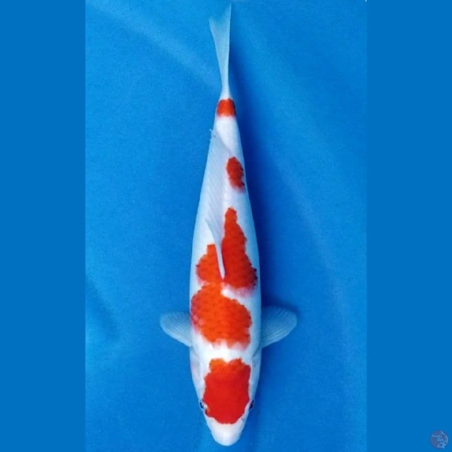 KOHAKU 31 CM FM