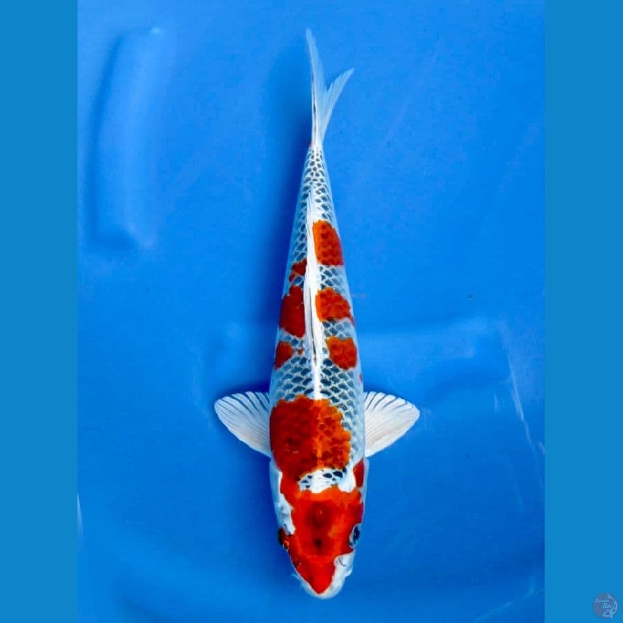 30cm - male Kujaku