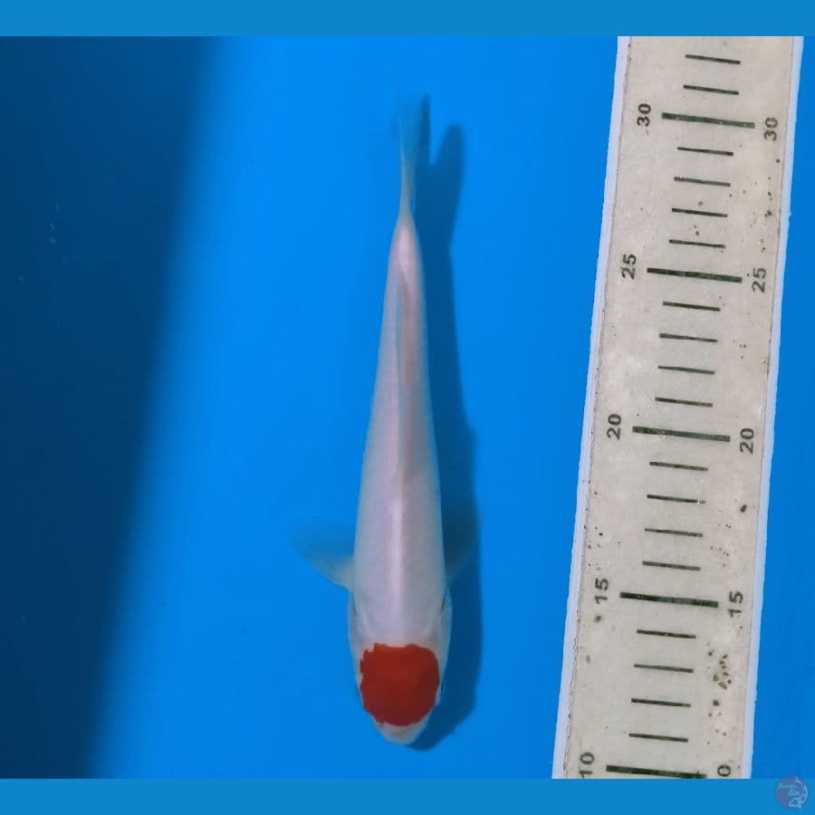 Super TC Kohaku