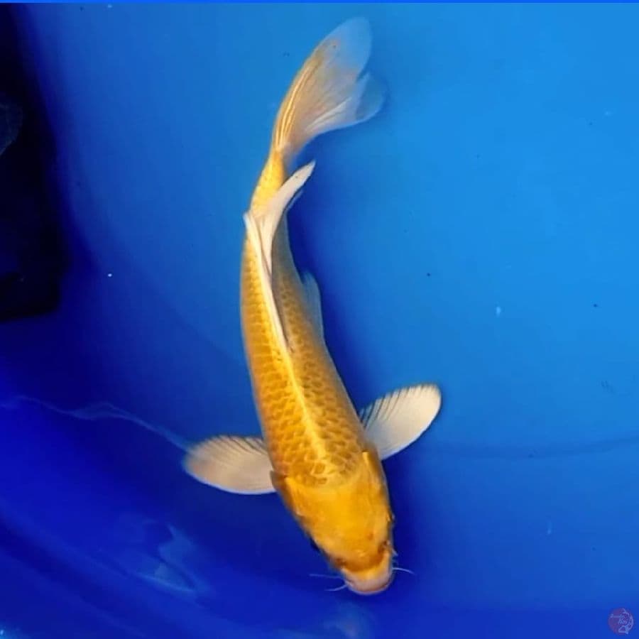27cm KUMPAY YAMABUKI OGON