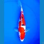 32cm INAZUMA SANKE DOITSU 