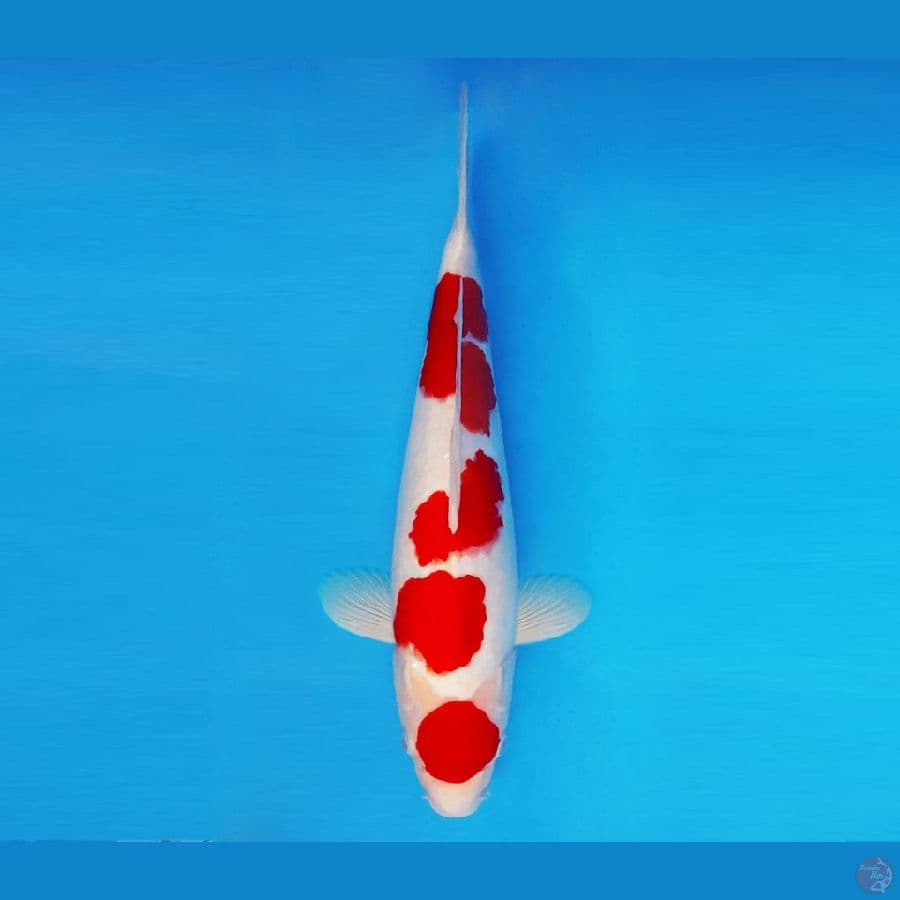 SILK KIMONO 2 ~ Maruten Kohaku 37 cm/make ™