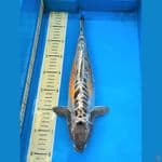 Kiko 38cm