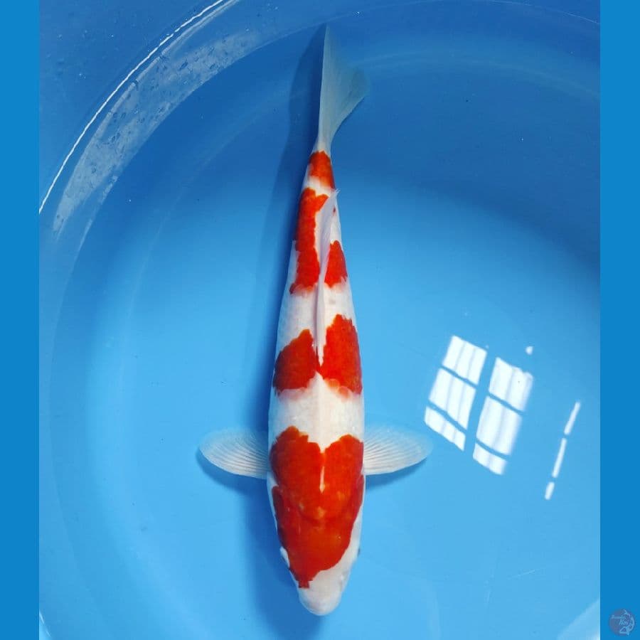 KOHAKU 39CM FM
