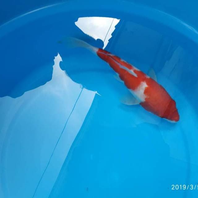 Kohaku