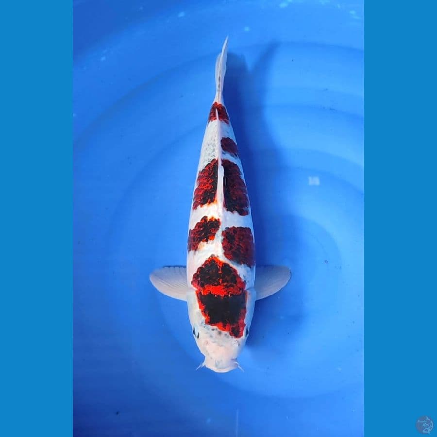 koromo 45cm male