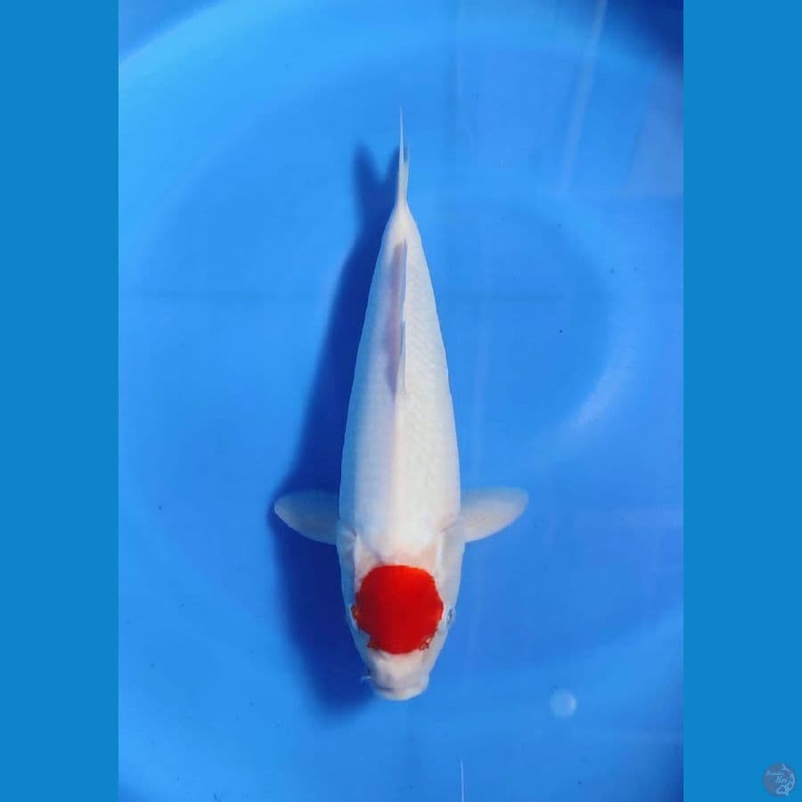 male 35cm tc