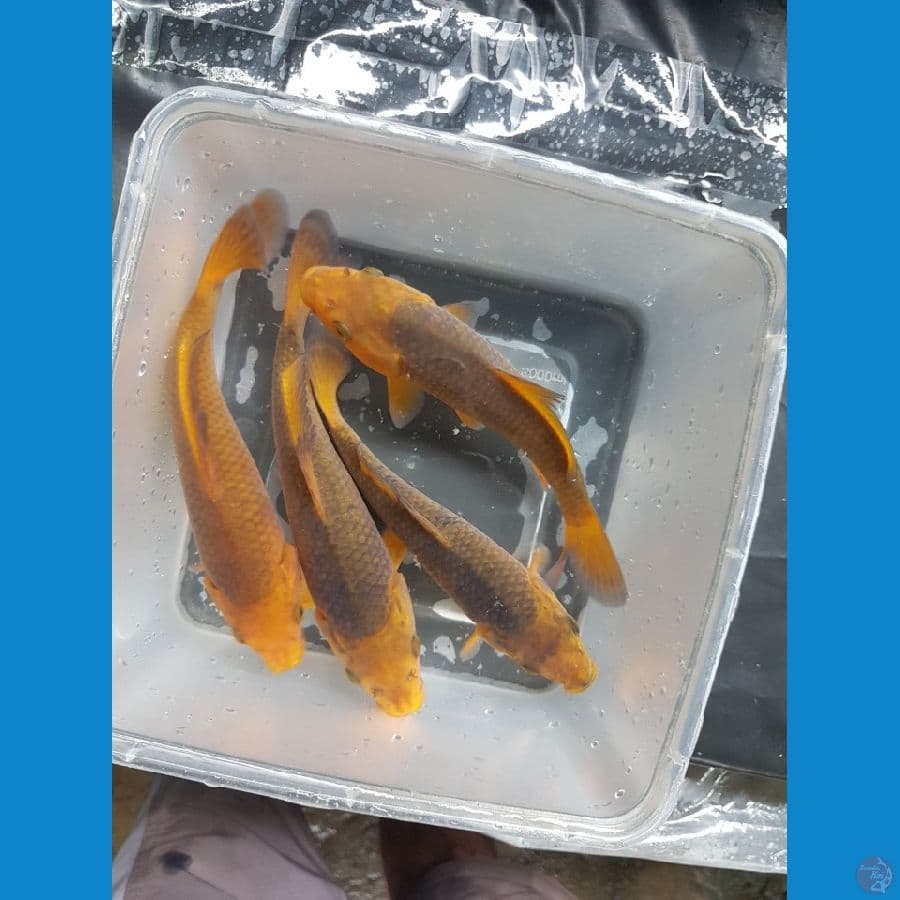 karamel jagung bakar