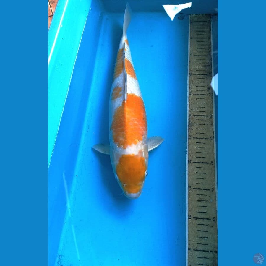Hariwake 45bu male