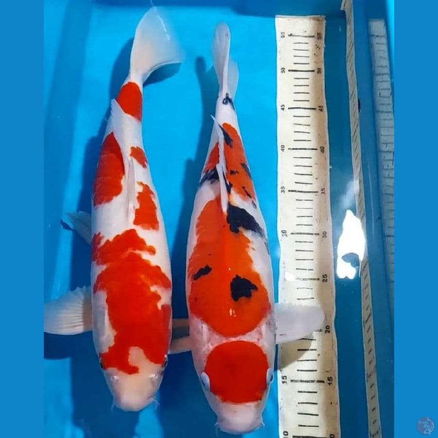 KOHAKU SANKE BULKY 43 CM ALL JANTAN